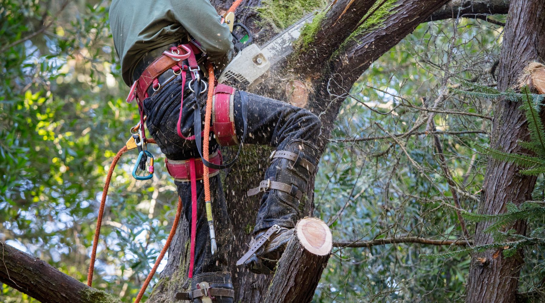 Drwal w koronie - alpinistyczne usługi wycinki drzew.